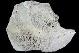Agatized Fossil Coral Geode - Florida #82820-2